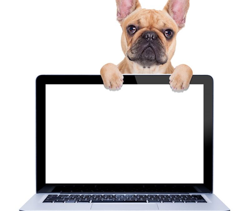 Hond meenemen naar het werk is een arbeidsvoorwaarde geworden